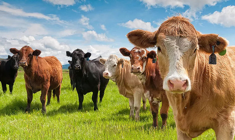 ��������ҩ